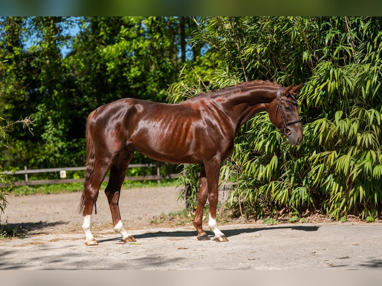 AES Hengst 4 Jaar 161 cm Donkere-vos in Grote-Brogel