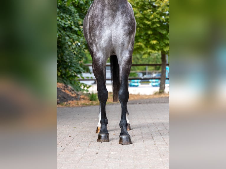 AES Hengst 4 Jaar 162 cm Schimmel in Kaulille