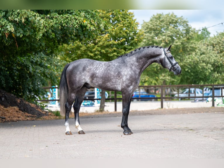 AES Hengst 4 Jaar 162 cm Schimmel in Kaulille