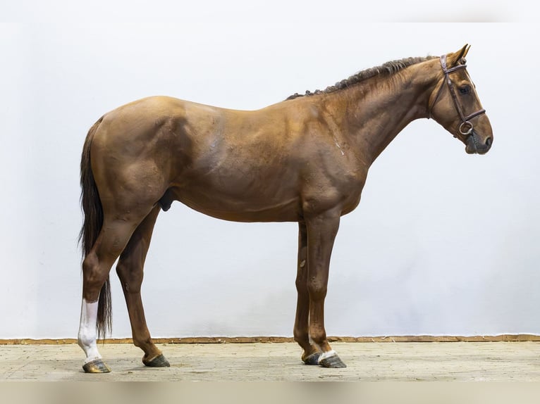 AES Hengst 4 Jaar 164 cm Donkere-vos in Waddinxveen