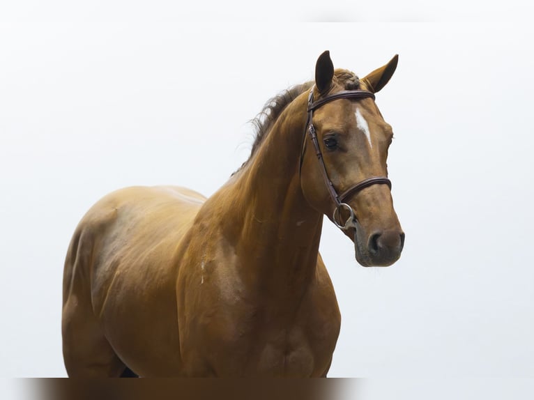 AES Hengst 4 Jaar 164 cm Donkere-vos in Waddinxveen
