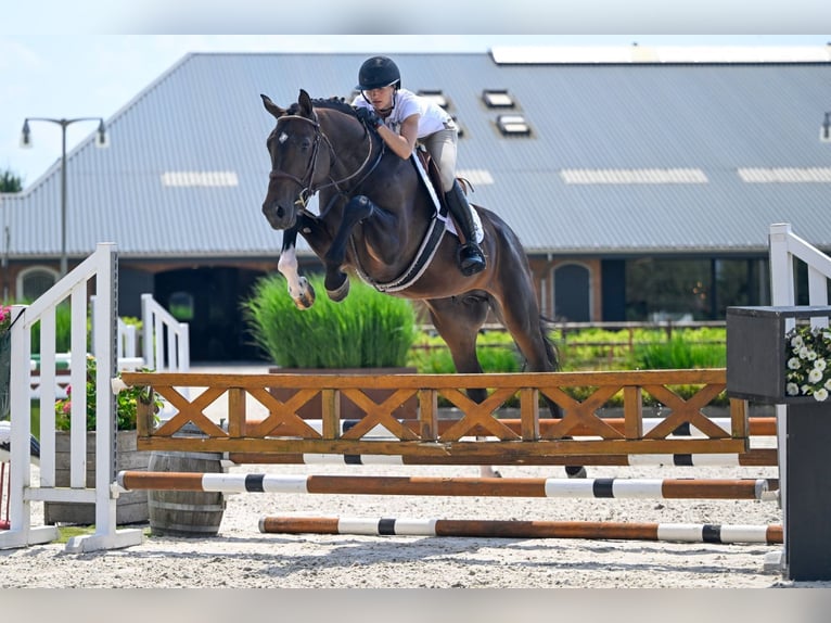 AES Hengst 4 Jaar 172 cm Donkerbruin in Bladel