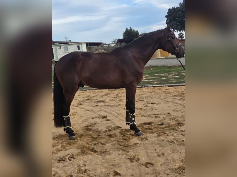 AES Hengst 4 Jaar 172 cm Lichtbruin in Santa Eulalia De Ronçana
