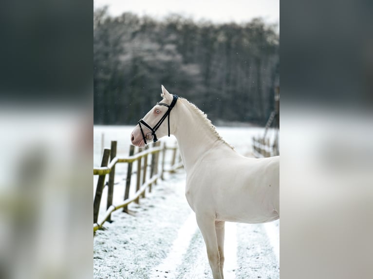 AES Hengst 4 Jaar 173 cm Cremello in Eisighofen