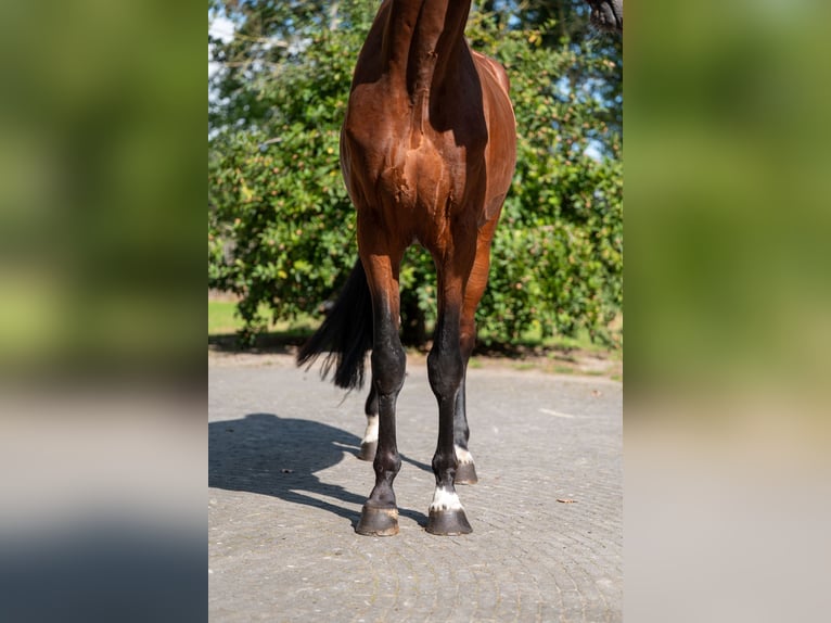 AES Hengst 4 Jaar Bruin in Kaulille
