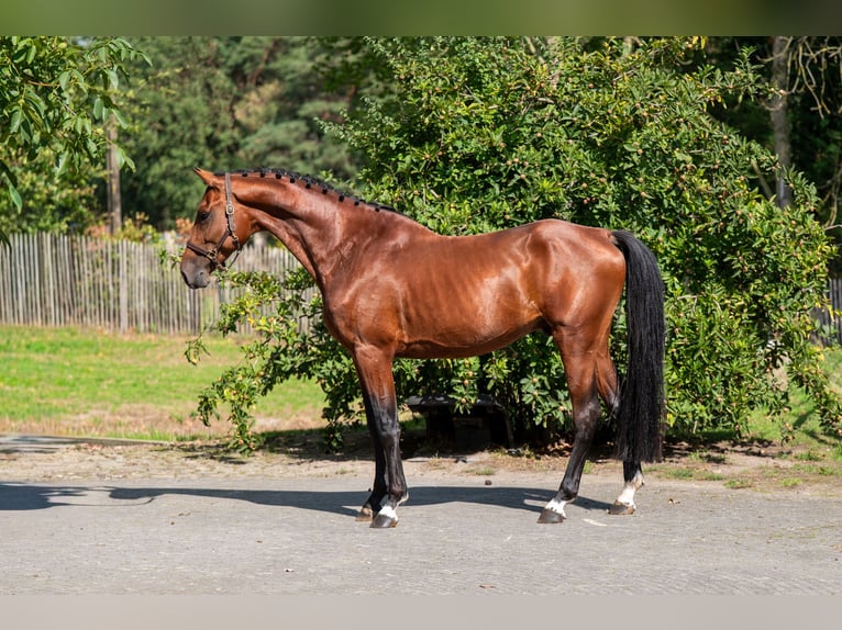 AES Hengst 4 Jaar Bruin in Kaulille