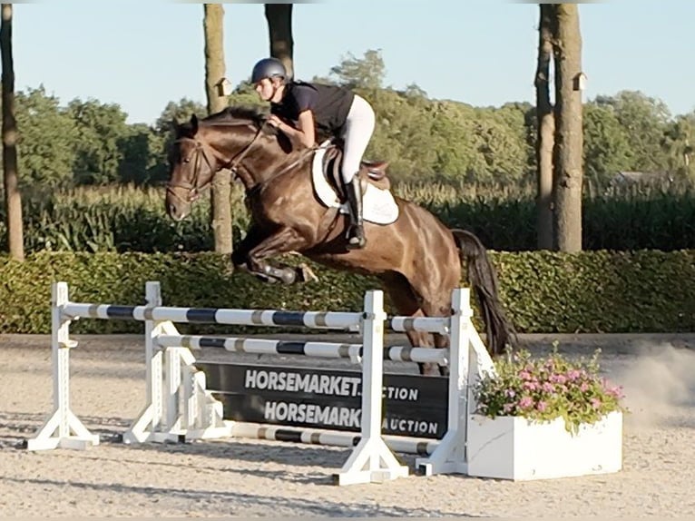 AES Hengst 5 Jaar 163 cm Donkerbruin in Waddinxveen