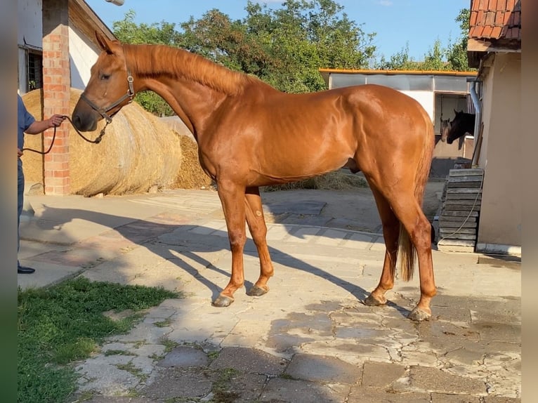 AES Hengst 5 Jaar 168 cm Donkere-vos in Békéscsaba