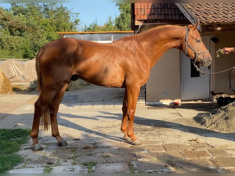 AES Hengst 5 Jaar 168 cm Donkere-vos in Békéscsaba