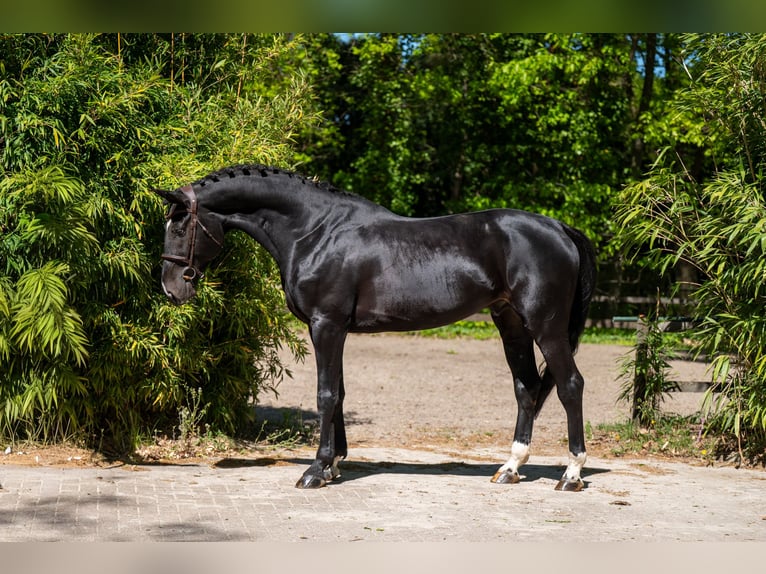 AES Hengst 6 Jaar 174 cm Zwartbruin in Grote-Brogel