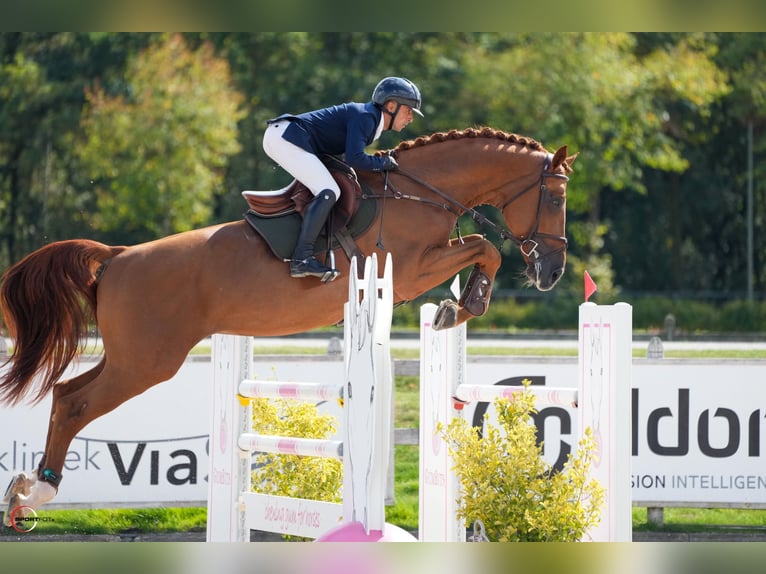 AES Hengst 7 Jaar 183 cm Donkere-vos in Valencia