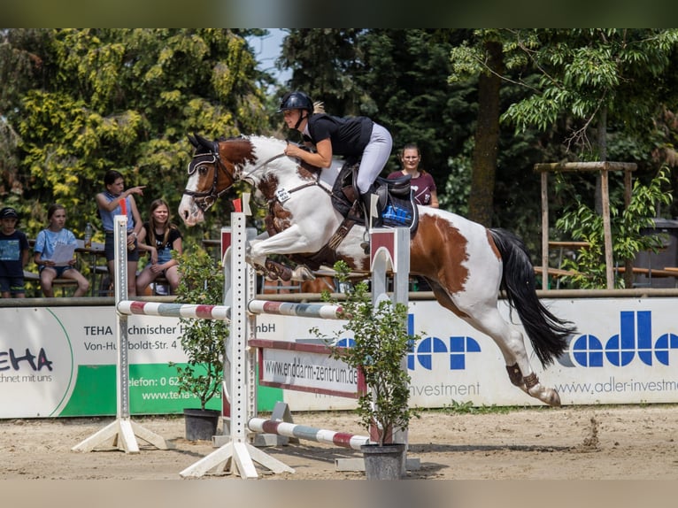 AES Hengst 9 Jaar 165 cm in Roeser