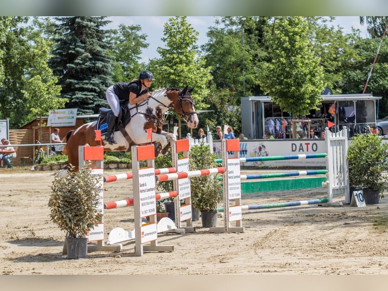 AES Hengst 9 Jaar 165 cm in Roeser