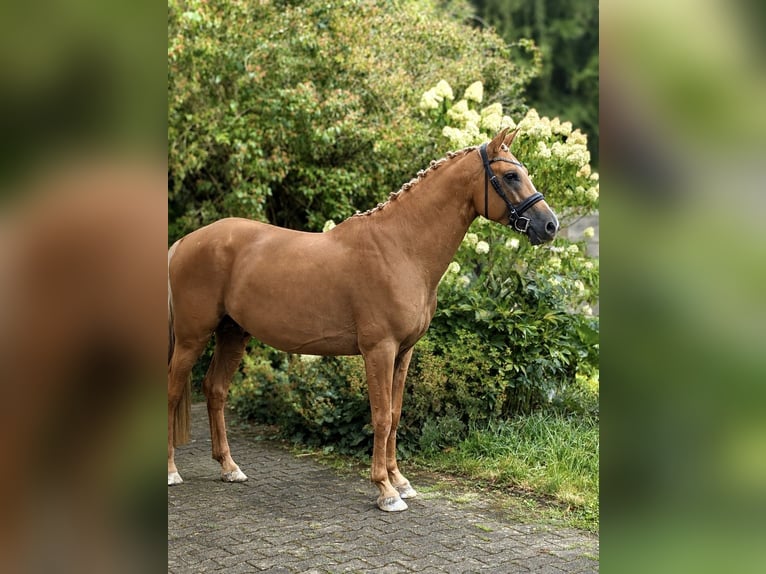 AES Hengst Palomino in Gründau