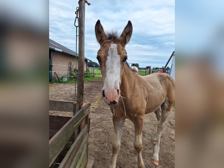 AES Mix Hengst veulen (06/2024) 140 cm Buckskin in Geffen