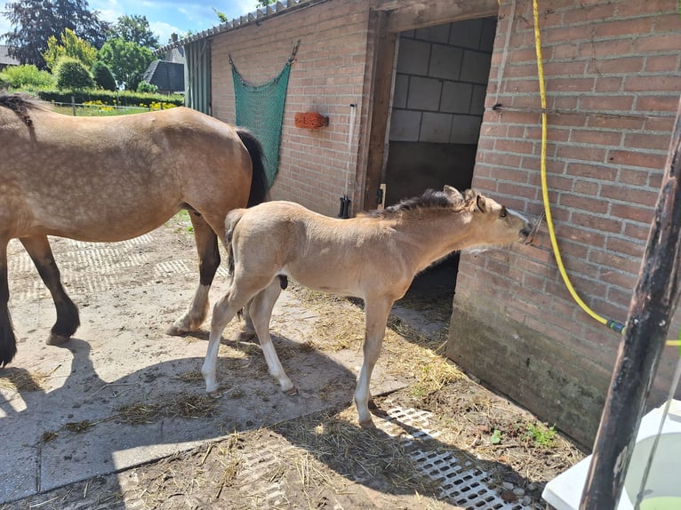 AES Mix Hengst veulen (06/2024) 140 cm Buckskin in Geffen