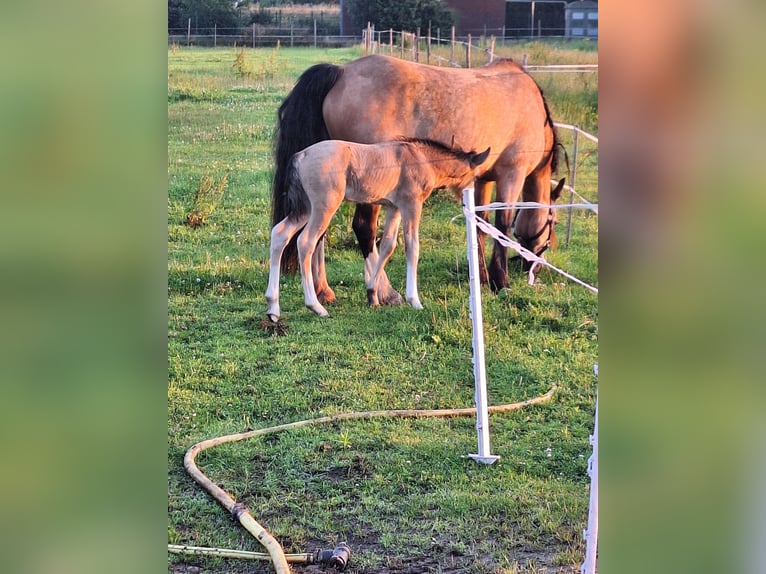 AES Mix Hengst veulen (06/2024) 140 cm Buckskin in Geffen