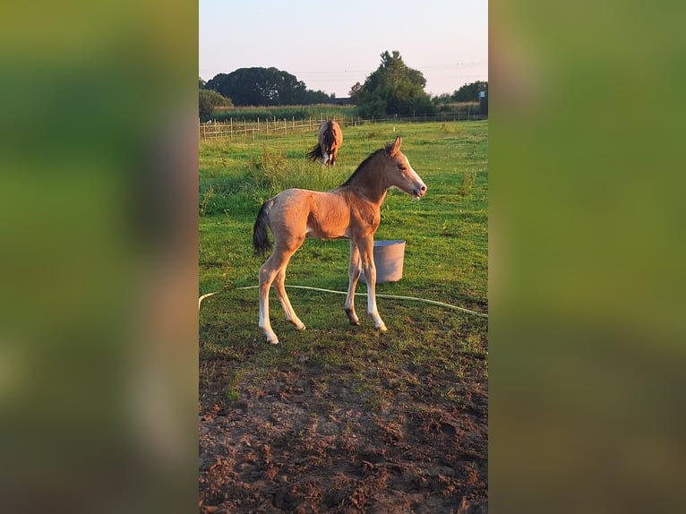 AES Mix Hengst veulen (06/2024) 140 cm Buckskin in Geffen