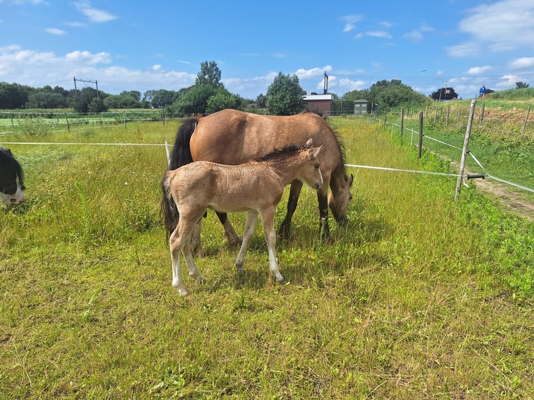 AES Mix Hengst veulen (06/2024) 140 cm Buckskin in Geffen