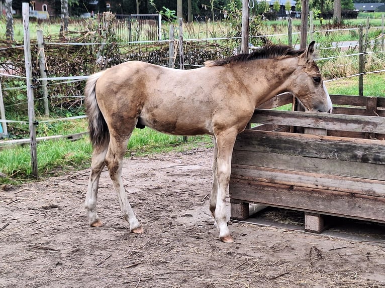 AES Mix Hengst veulen (06/2024) 140 cm Buckskin in Geffen