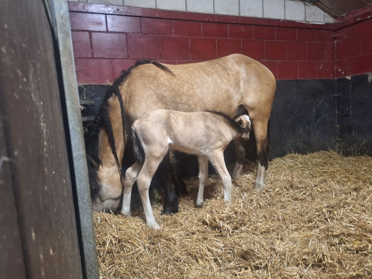 AES Mix Hengst veulen (06/2024) 140 cm Buckskin in Geffen