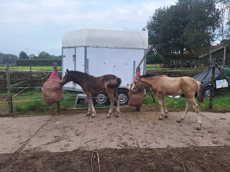 AES Mix Hengst veulen (06/2024) 140 cm Buckskin in Geffen