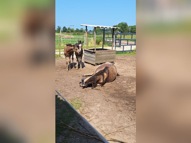 AES Mix Hengst veulen (06/2024) 140 cm Buckskin in Geffen