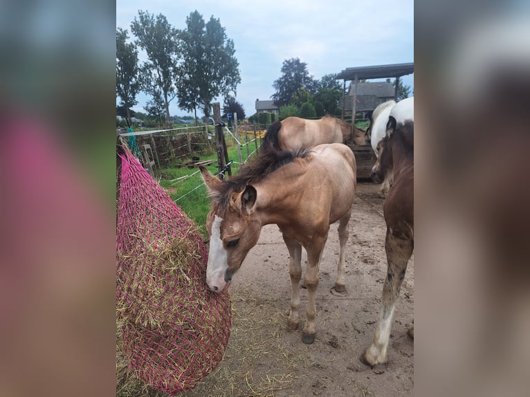 AES Mix Hengst veulen (06/2024) 140 cm Buckskin in Geffen