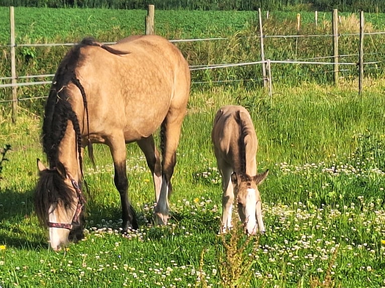 AES Mix Hengst veulen (06/2024) 140 cm Buckskin in Geffen