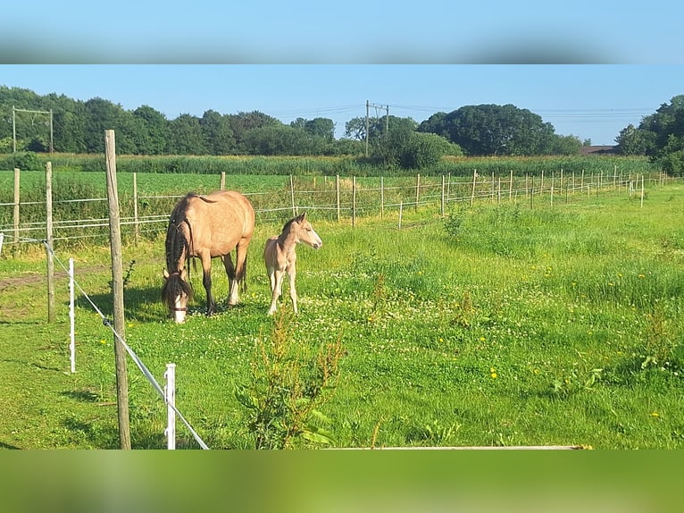 AES Mix Hengst veulen (06/2024) 140 cm Buckskin in Geffen