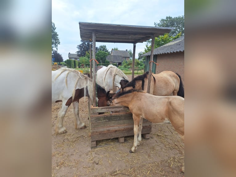 AES Mix Hengst veulen (06/2024) 140 cm Buckskin in Geffen