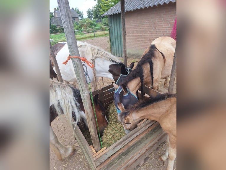 AES Mix Hengst veulen (06/2024) 140 cm Buckskin in Geffen