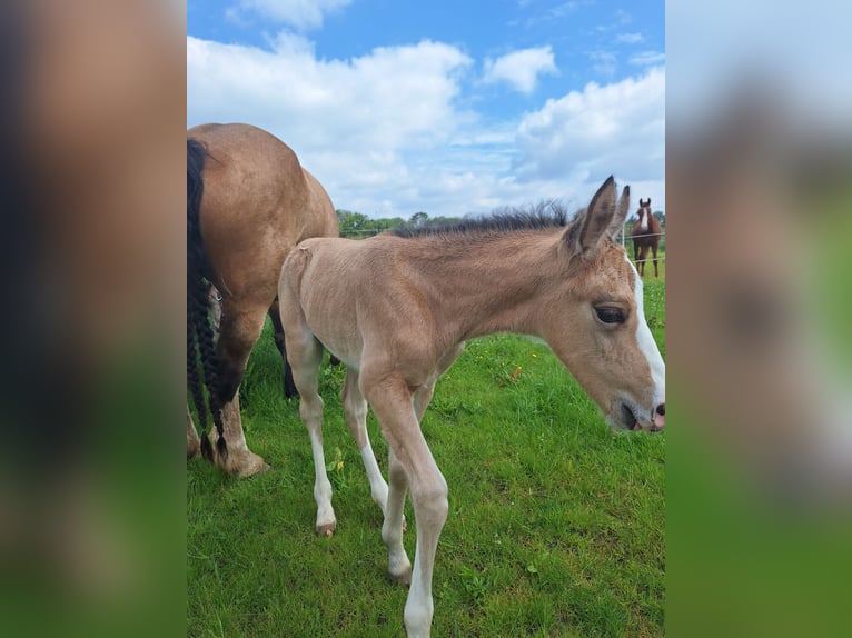 AES Mix Hengst veulen (06/2024) 140 cm Buckskin in Geffen