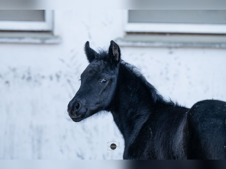 AES Hengst Veulen (01/2026) 160 cm Zwart in Eisighofen