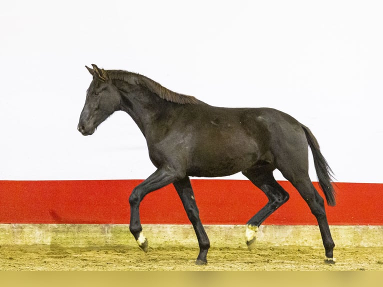 AES Hengst Veulen (06/2025) 164 cm Zwartbruin in Waddinxveen