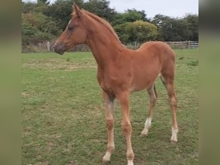 AES Hengst Veulen (05/2025) 165 cm Donkere-vos in Torksey