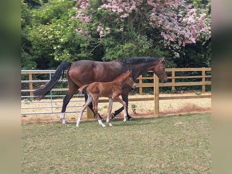 AES Hengst Veulen (05/2025) 165 cm Donkere-vos in Torksey