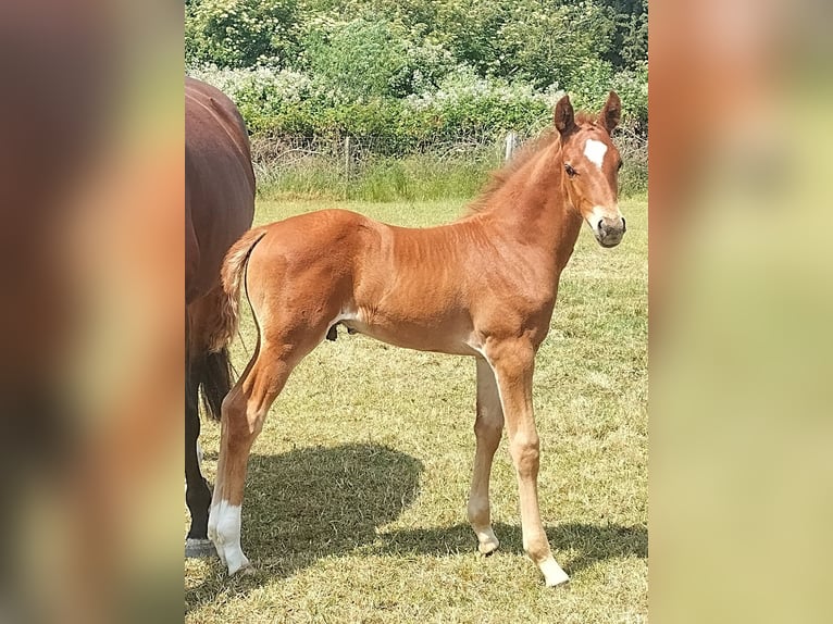 AES Hengst Veulen (05/2025) 165 cm Donkere-vos in Torksey