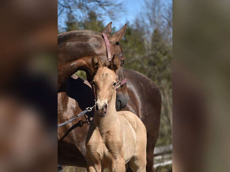 AES Hengst Veulen (04/2026) 165 cm Pearl in Dochamps