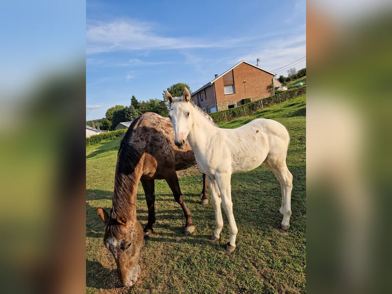 AES Hengst veulen (05/2024) 170 cm Appaloosa in DOCHAMPS