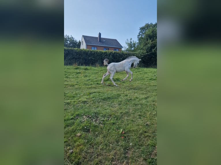 AES Hengst veulen (05/2024) 170 cm Appaloosa in DOCHAMPS