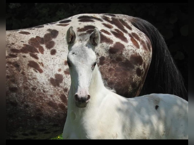 AES Hengst veulen (05/2024) 170 cm Appaloosa in DOCHAMPS