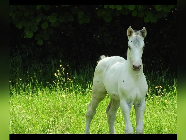 AES Hengst veulen (05/2024) 170 cm Appaloosa in DOCHAMPS