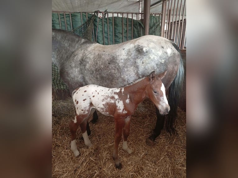AES Hengst Veulen (03/2026) 170 cm Appaloosa in Trzciel