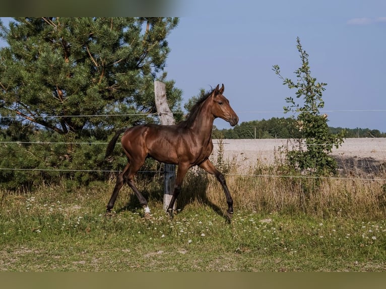 AES Hengst veulen (04/2024) 175 cm Bruin in Janów Podlaski