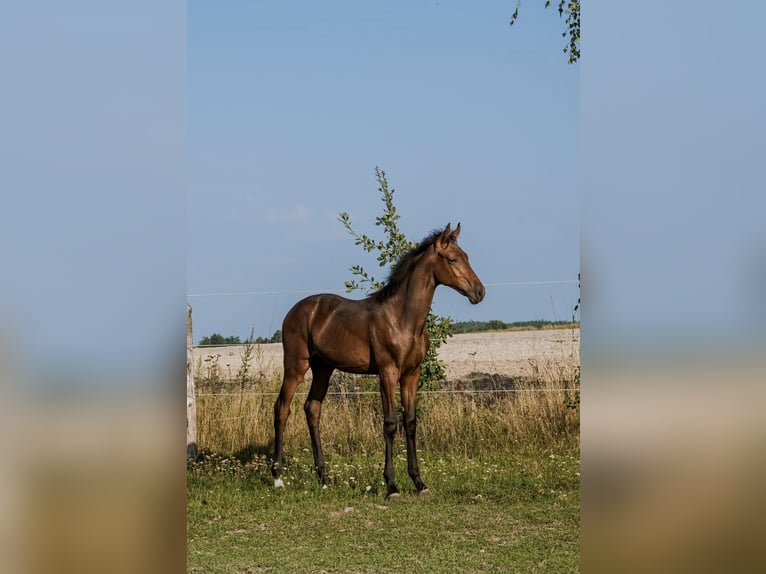 AES Hengst veulen (04/2024) 175 cm Bruin in Janów Podlaski