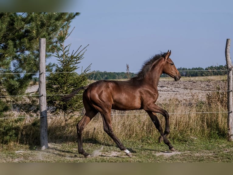 AES Hengst veulen (04/2024) 175 cm Bruin in Janów Podlaski