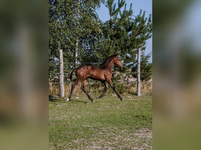 AES Hengst veulen (04/2024) 175 cm Bruin in Janów Podlaski