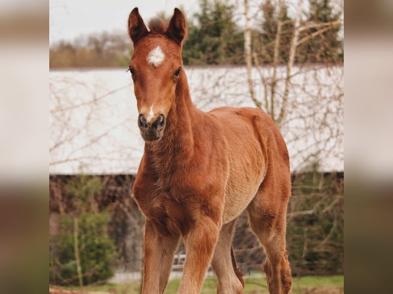AES Hengst Veulen (03/2026) 175 cm Bruin in Miechów
