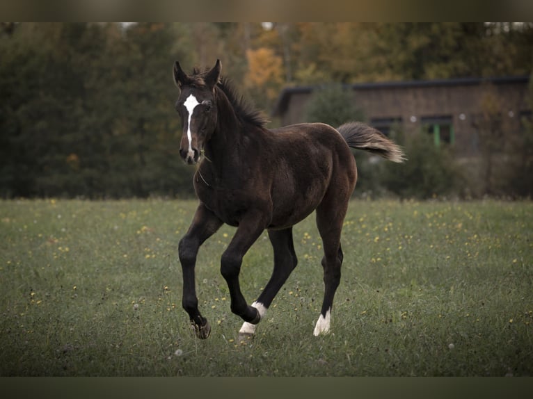 AES Hengst veulen (05/2024) 175 cm Zwartbruin in Olsztyn